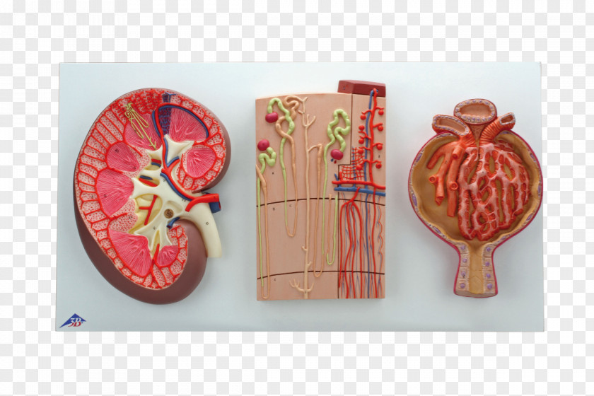 Paper Kidney Nephron Mouth Tooth PNG