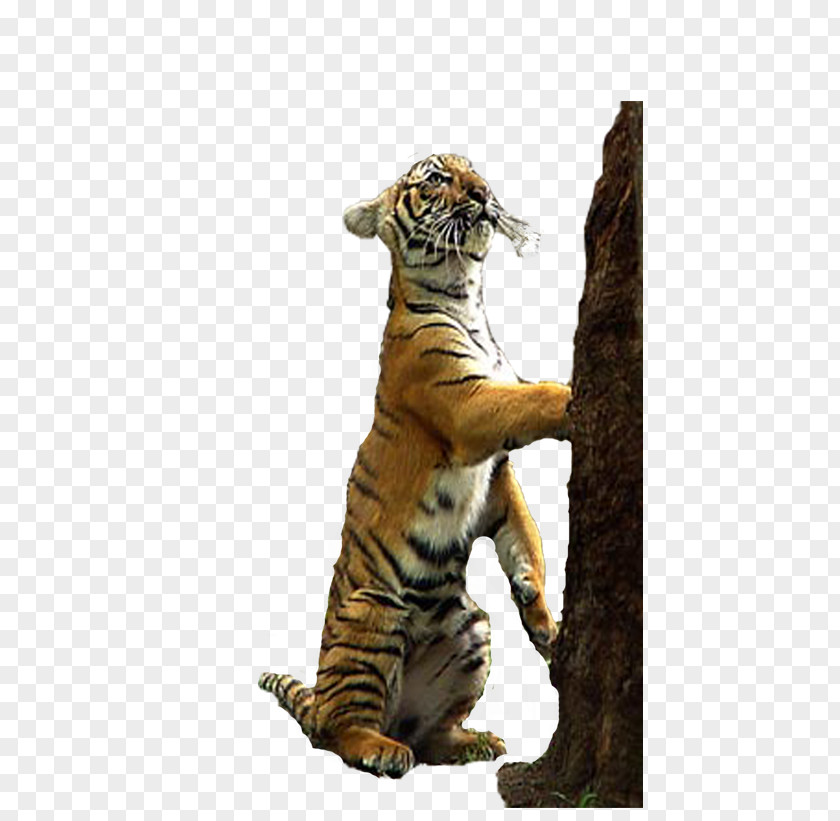Tiger Lion Download PNG