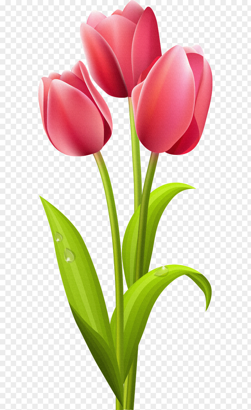 Tulip Flower Rose Clip Art PNG