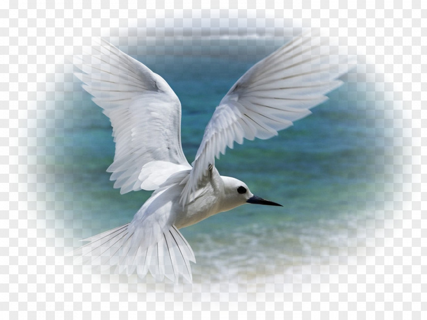 Bird Flight Owl Gulls White Tern PNG