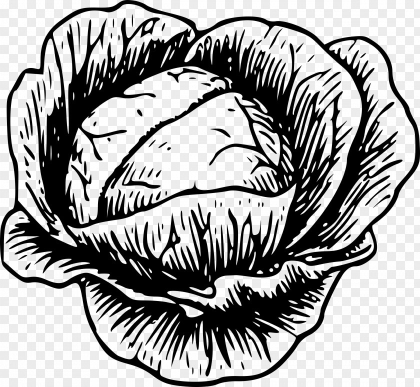 Cabbage Vegetable Drawing Clip Art PNG