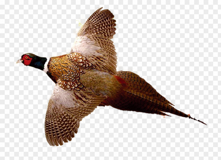 Flying Pheasant Ring-necked Drawing Bird Hunting PNG