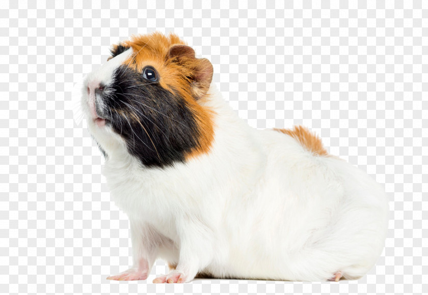 Guinea Pig Peruvian Rodent Abyssinian Pet PNG