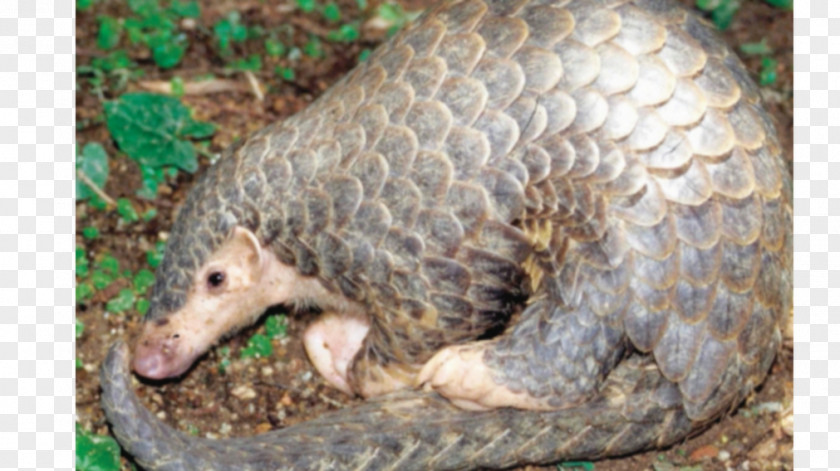 Scale Anteater Chinese Pangolin Sunda Indian PNG