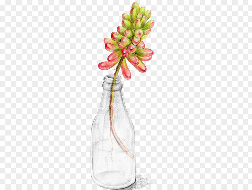 Bottle Fleshy Succulent Plant Watercolor Painting Cactaceae Illustration PNG