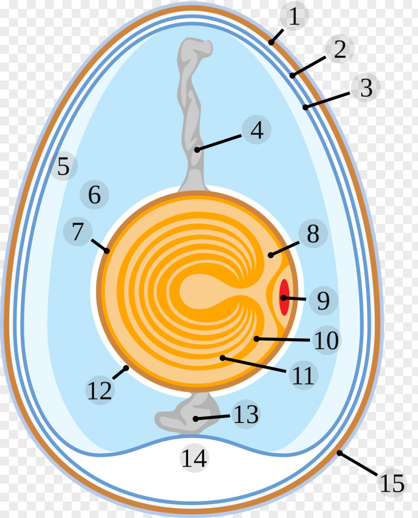 Chicken Egg White Chalaza Yolk PNG