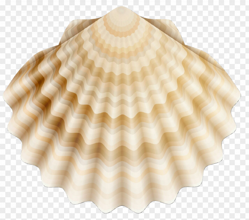 Clip Art Seashell Clam Cockle PNG
