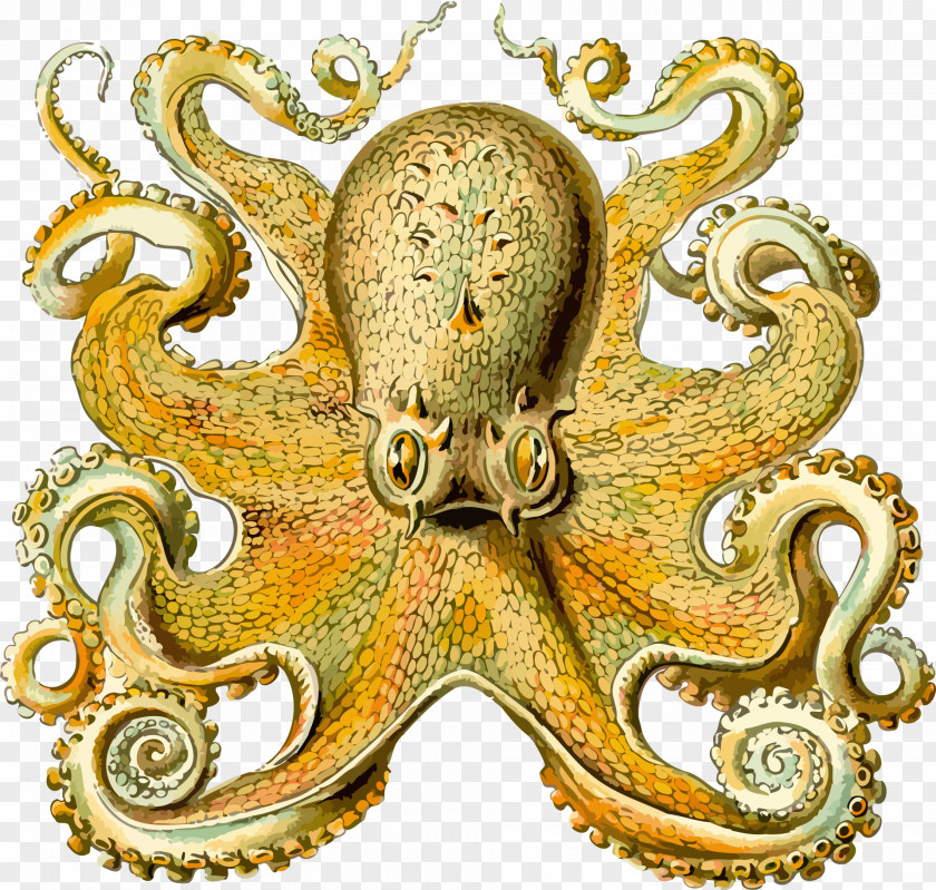Octapus Art Forms In Nature Octopus Squid Orchidae Cephalopod PNG
