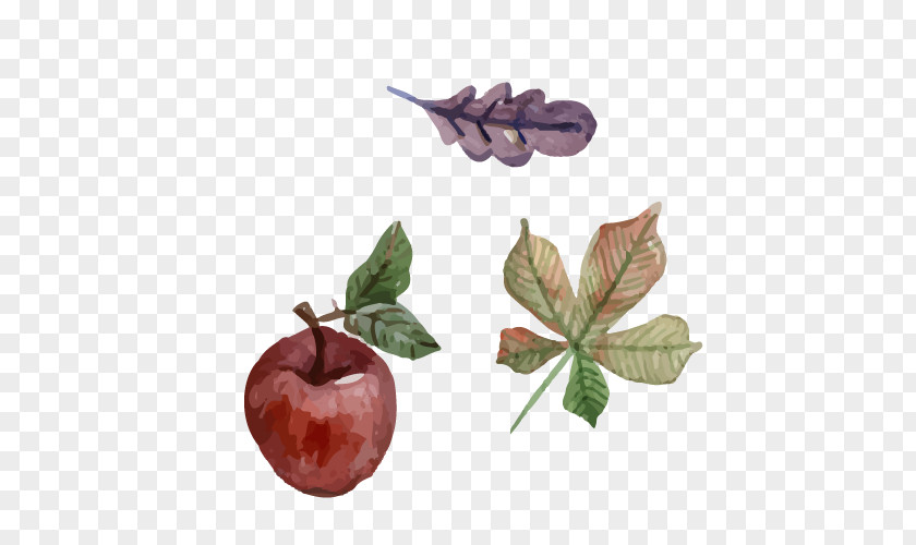 Vector Apples And Leaves Watercolor Painting Illustration PNG