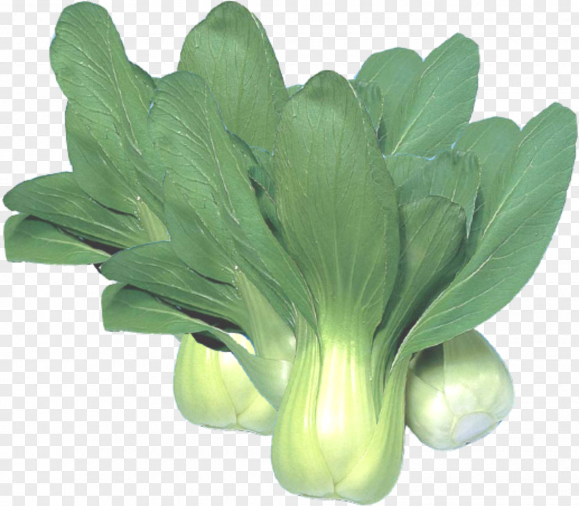 A Cabbage Chinese Choy Sum Vegetable Napa PNG