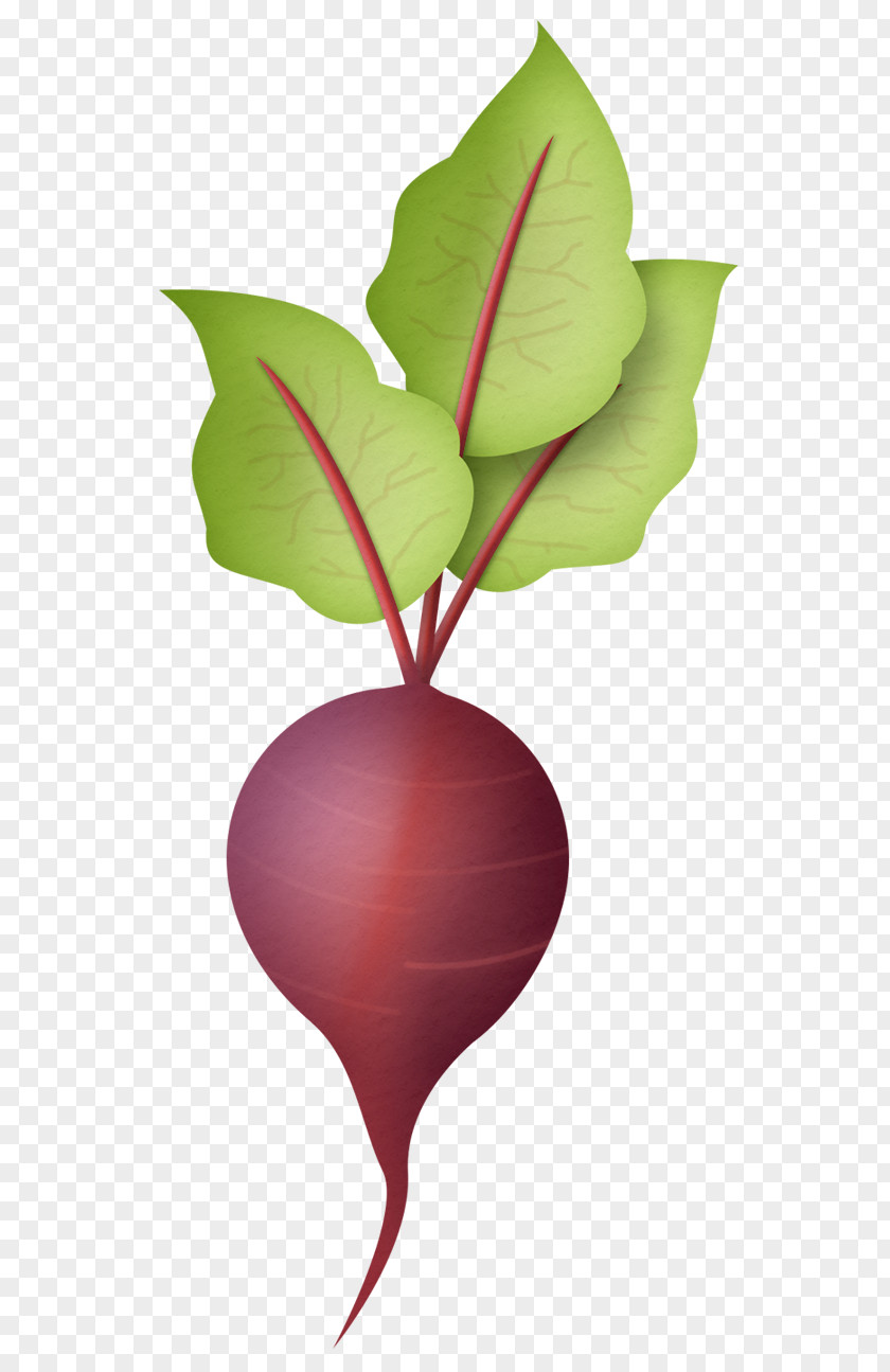 Beetroot Daikon Black Spanish Radish Vegetable Clip Art PNG