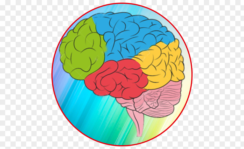 Brain Human Color Anatomy Clip Art PNG