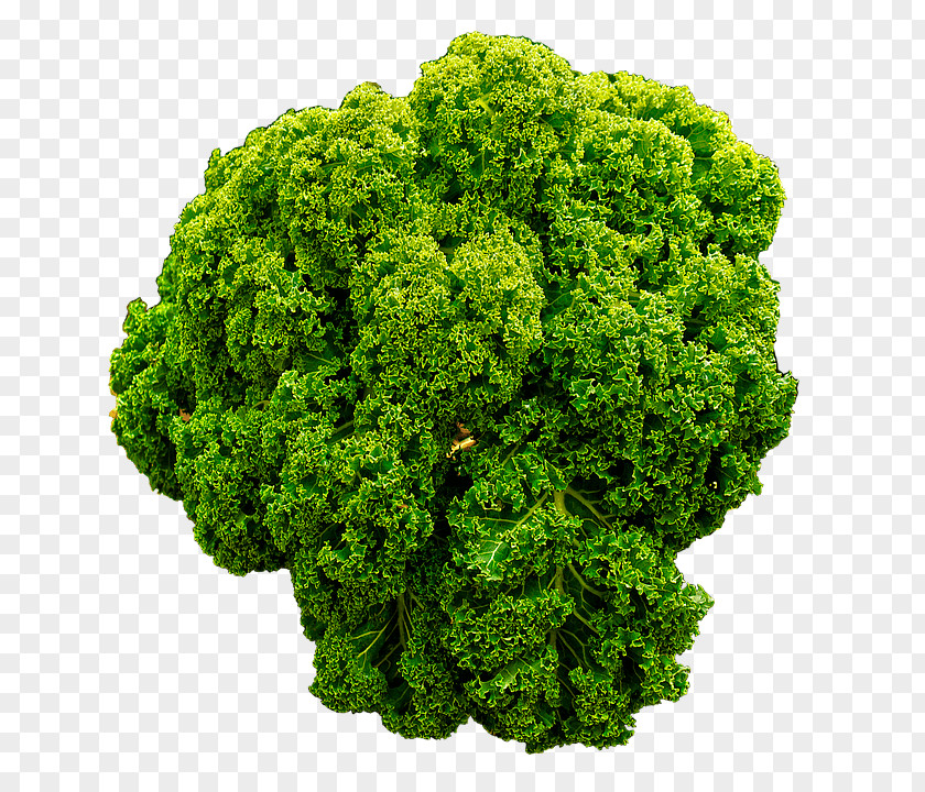 Kale The Virgin Diet Food Vegetable Health PNG