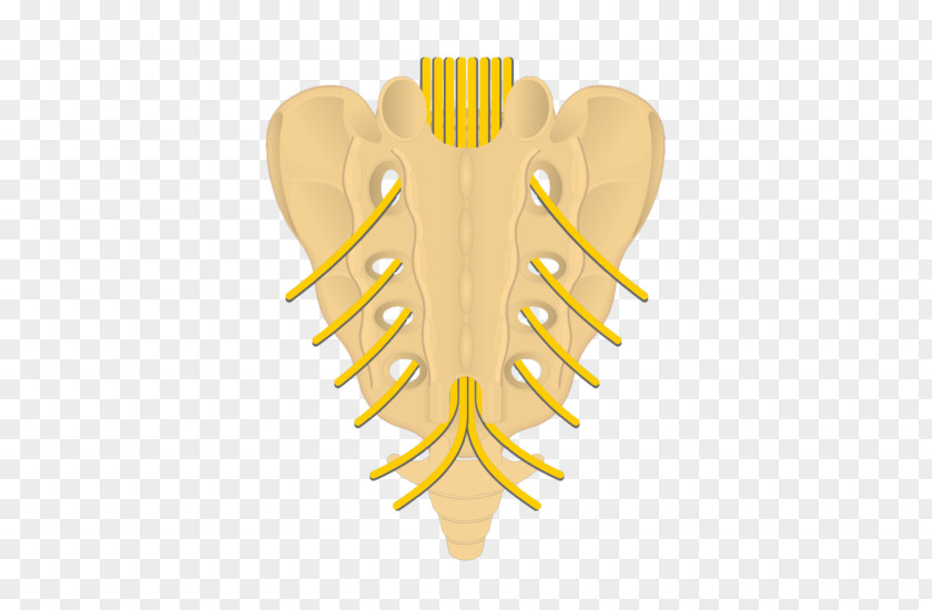 Sacrum Posterior Sacral Foramina Intervertebral Foramen Spinal Nerve Coccyx PNG