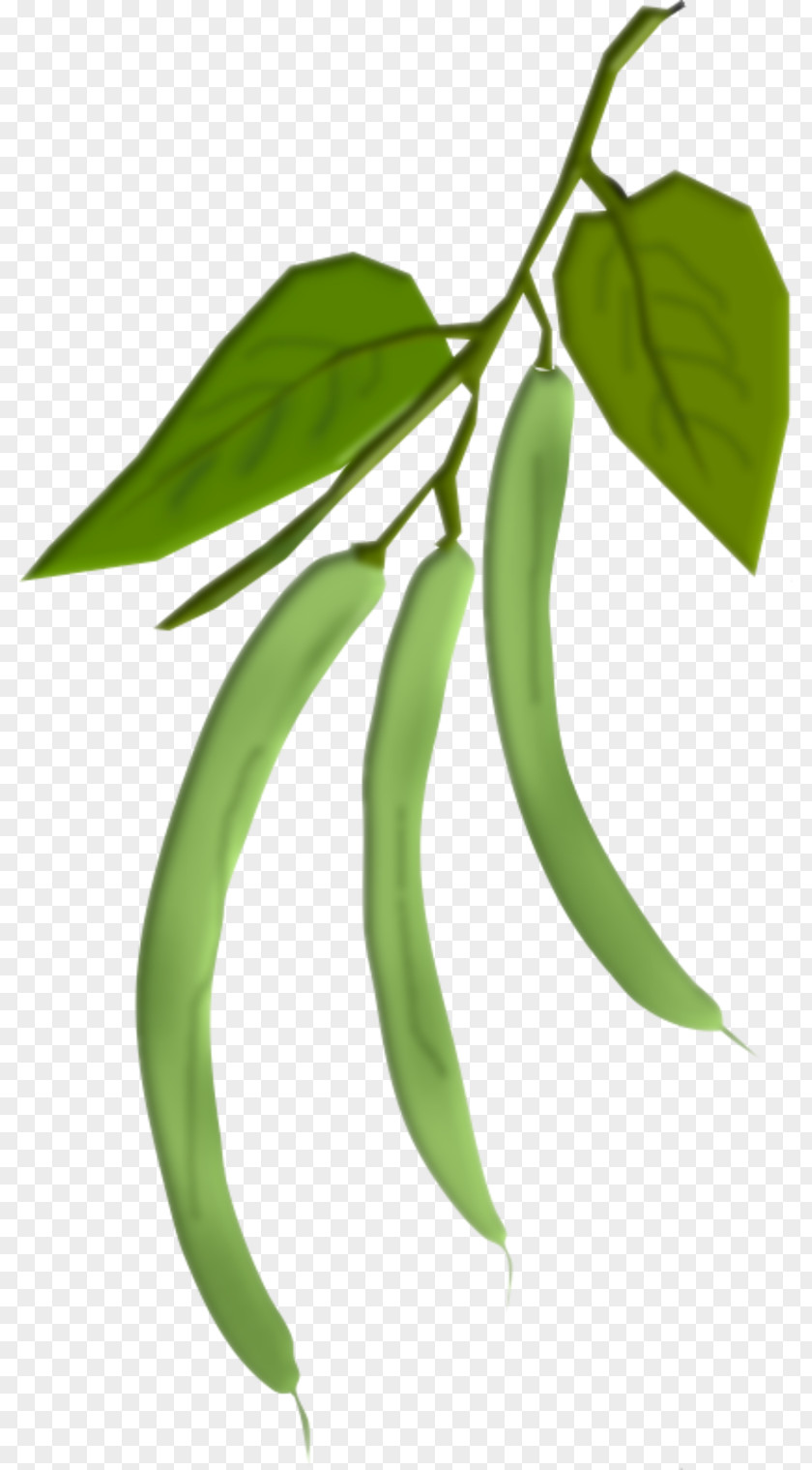 Vegetable Legume Common Bean Green PNG