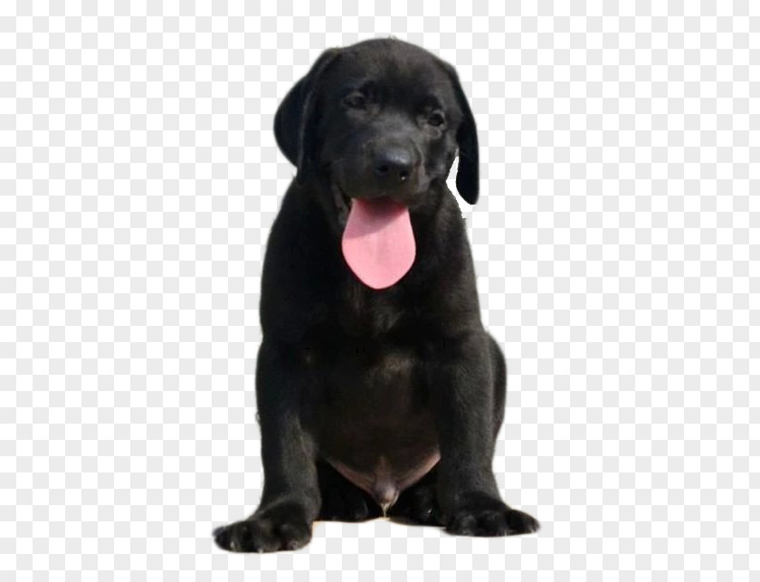 Black Adult Dogs Labrador Retriever Patterdale Terrier Borador Puppy Dog Breed PNG