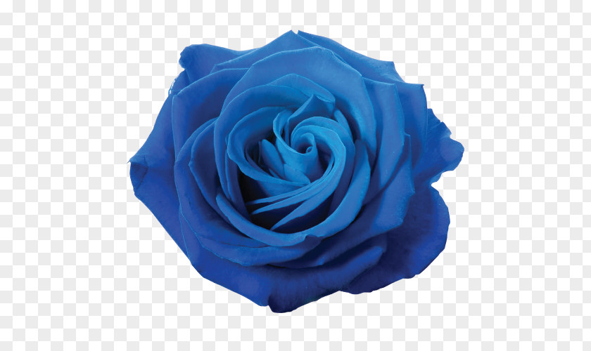 Blue Flower Rose Clip Art PNG