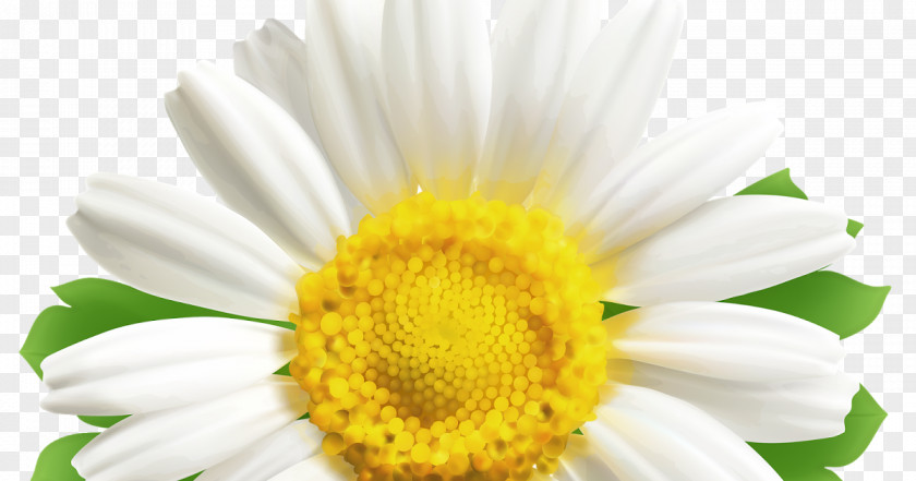 Flower Common Daisy Oxeye Family Transvaal Clip Art PNG