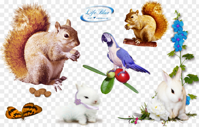 Lovely DeviantArt Rodent Squirrel Domestic Rabbit PNG
