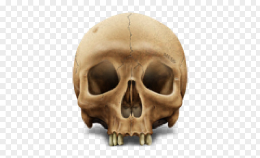 Skull Clip Art Image PNG