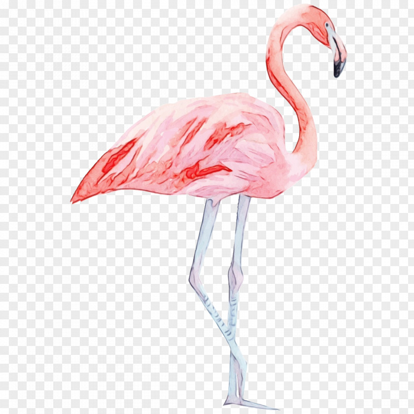 Wildlife Neck Flamingo Watercolor PNG