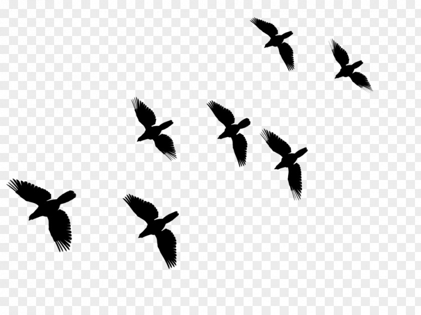 Bird Migration Common Buzzard Fauna PNG