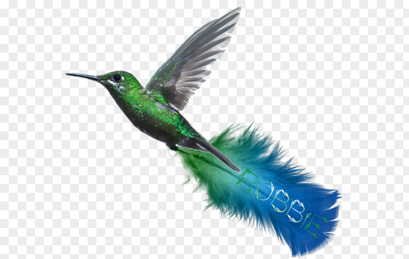 Feather Hummingbird Turquoise Beak Blue-green Wing PNG