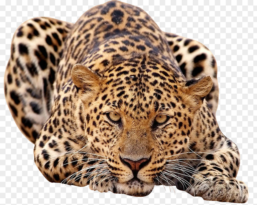 Leopard African Lion Jaguar Javan PNG