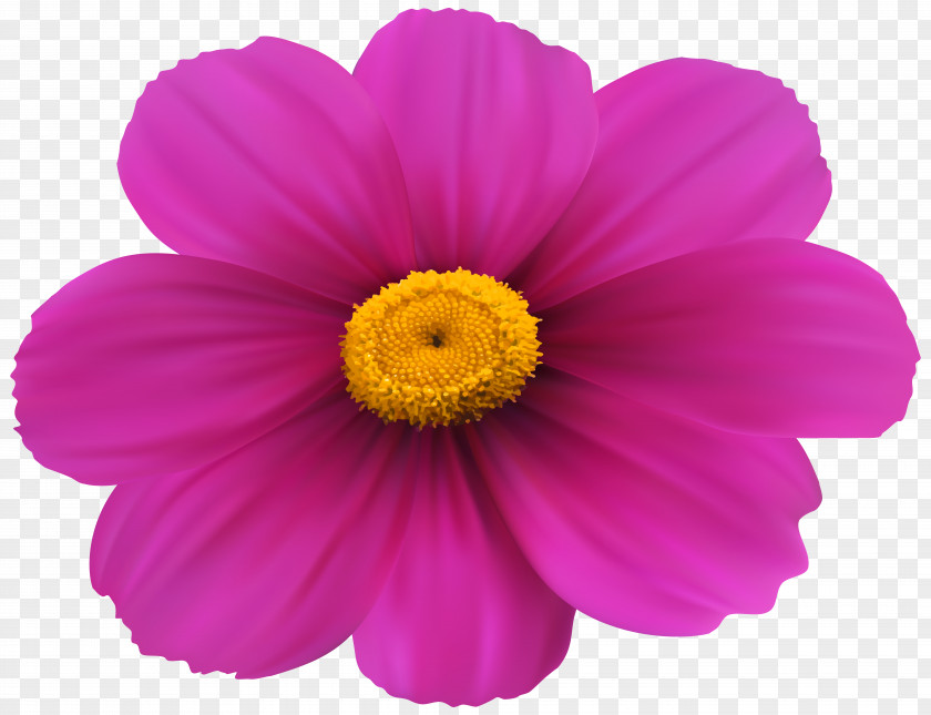 Magenta Flower Transparent Clip Art Image Pink Rose PNG