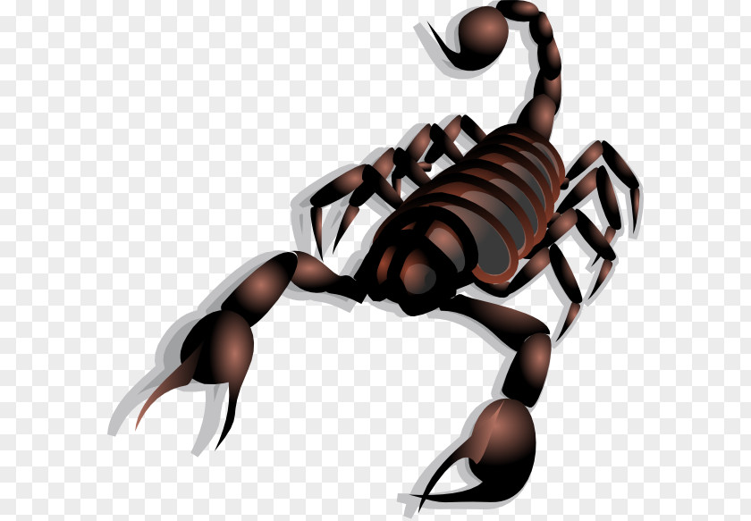 Scorpion Clip Art Openclipart Vector Graphics Free Content PNG