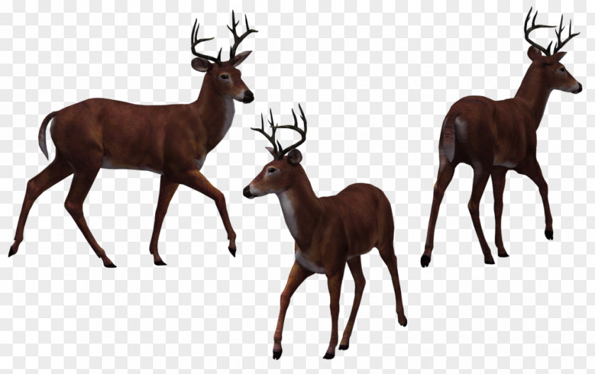 Deers Deer Elk Drawing PNG