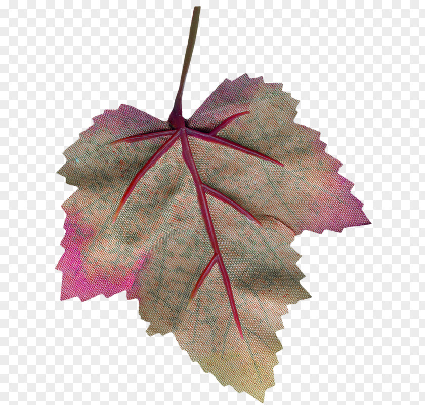 Leaf Maple Google Images PNG