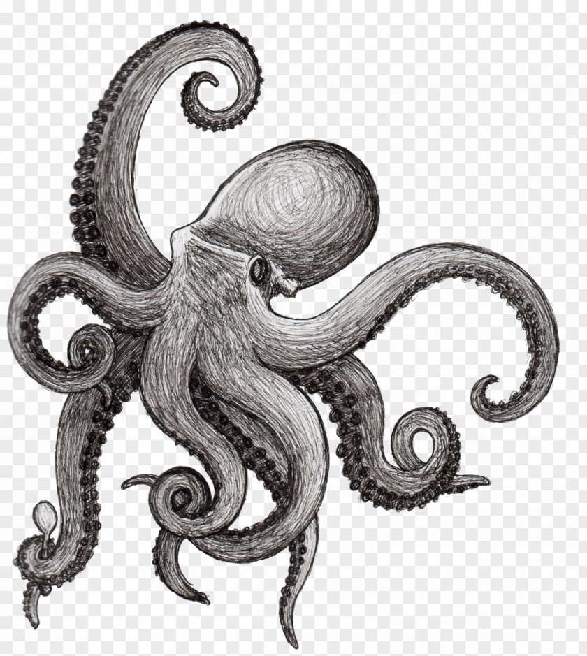 Octapus Octopus Drawing Squid Tentacle PNG