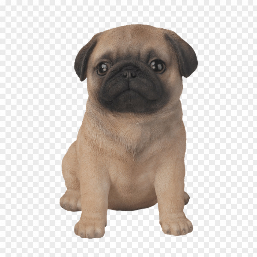 Pug Bichon Frise Shih Tzu Labrador Retriever Yorkshire Terrier PNG