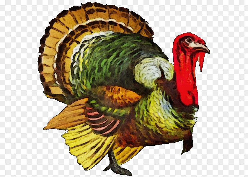 Rooster Bird Feeding Turkey Thanksgiving PNG