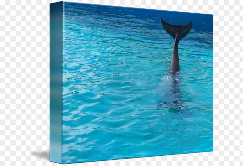 Water Wholphin Common Bottlenose Dolphin Spinner PNG
