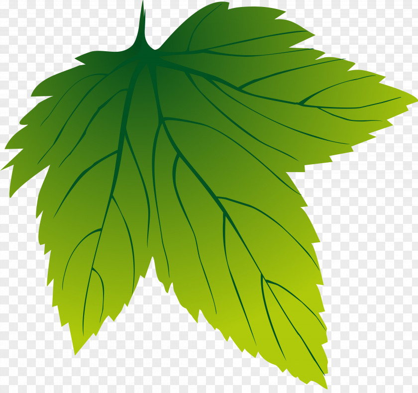 BAY LEAVES Grape Leaves Leaf Plant Tree Grapevines PNG