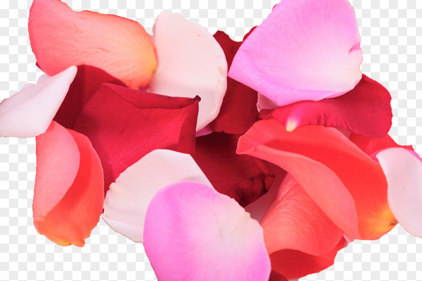 Flower Petal Garden Roses .de Desktop Wallpaper PNG