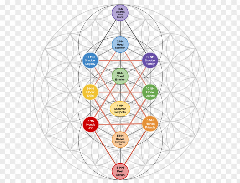 Love Tree Of Life Overlapping Circles Grid Sacred Geometry Breathing PNG