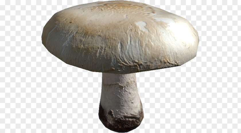 Mushroom Common Pleurotus Eryngii Oyster Shiitake PNG