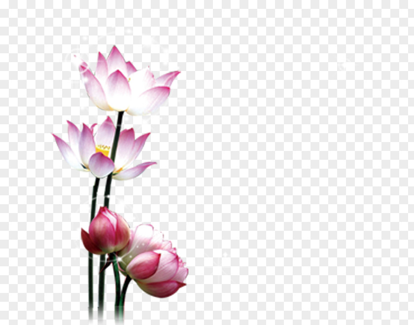 Lotus PNG