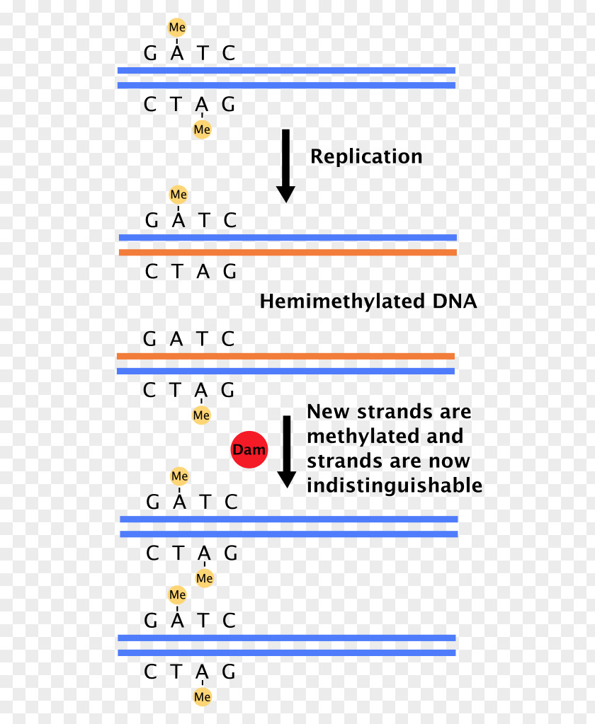 Methylated Dna Immunoprecipitation DNA Replication Dam Methylase Methylation Mismatch Repair PNG
