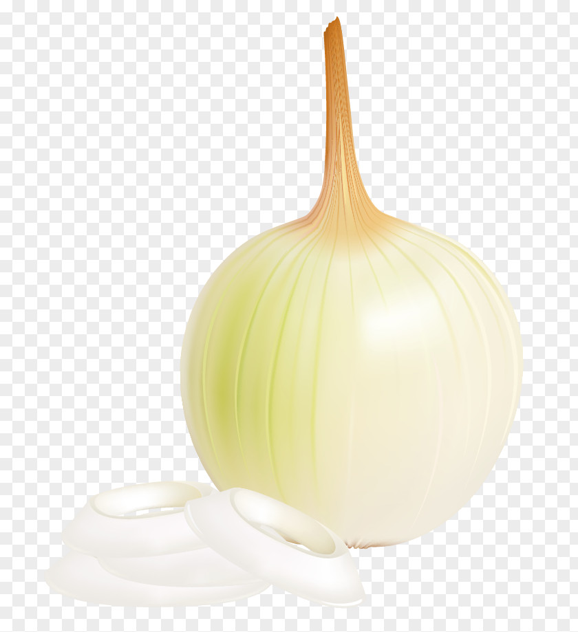 Onion Picture Clipart Design Product PNG