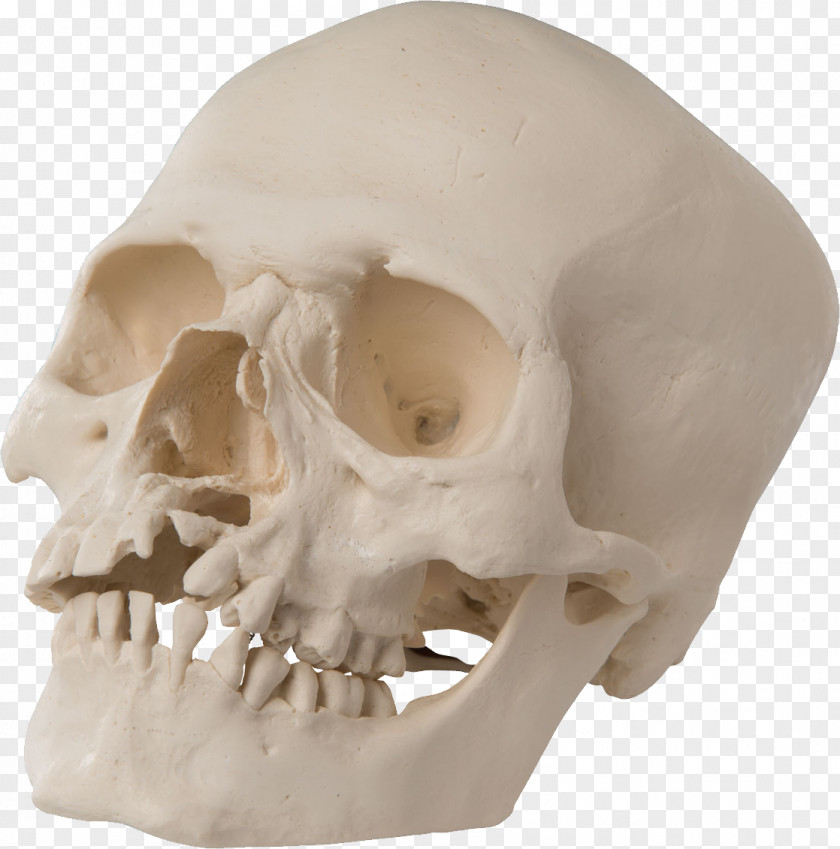 Skull Anatomy Palate Tooth Science PNG