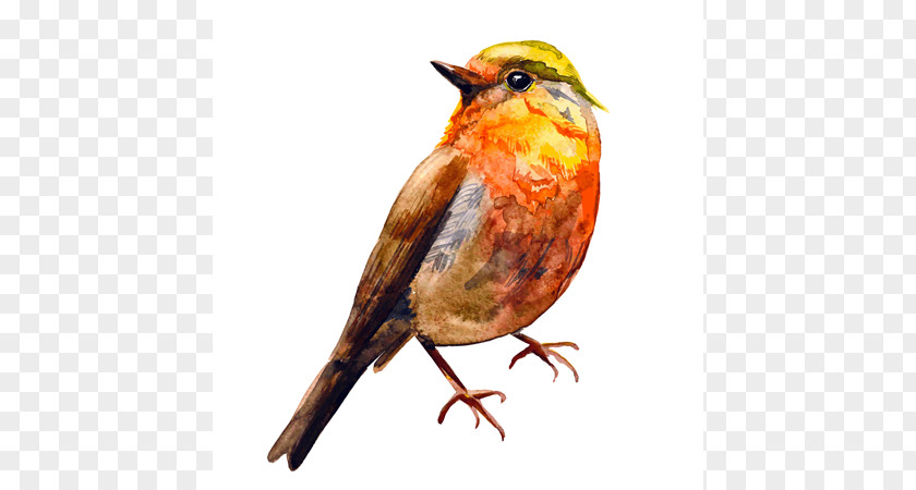 Bird European Robin Watercolor Painting Drawing PNG