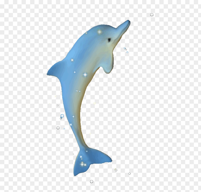 Dolphin Common Bottlenose Tucuxi Short-beaked Wholphin Rough-toothed PNG