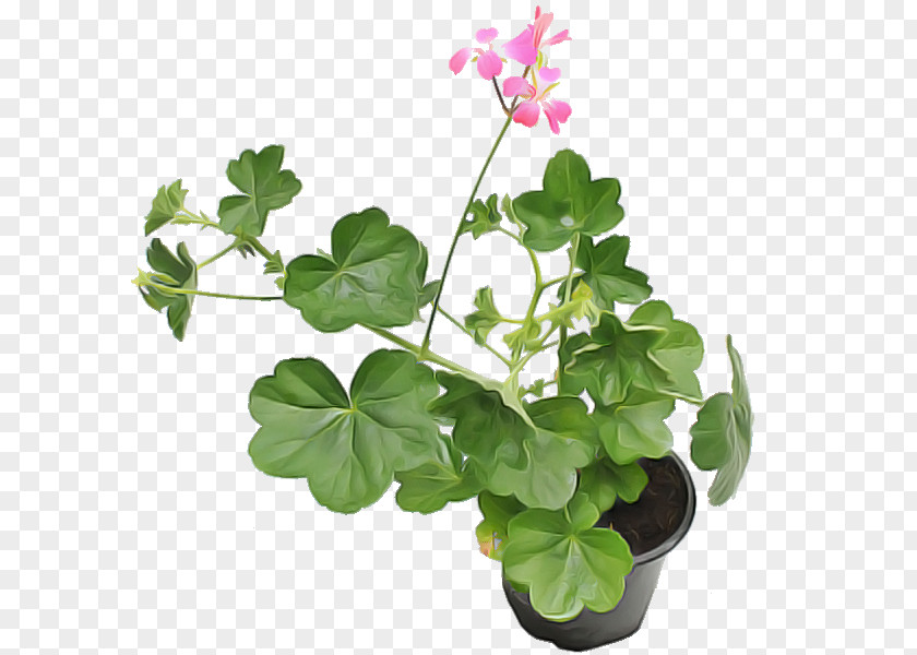 Flower Plant Leaf Flowerpot Houseplant PNG