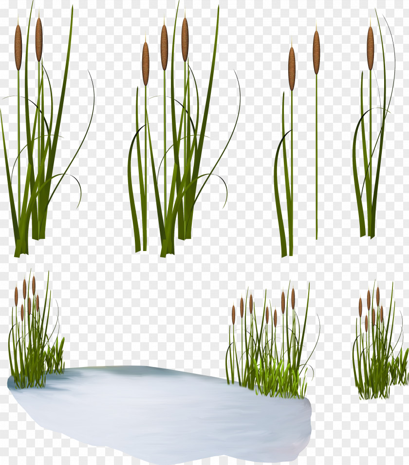Green Watercolor Scirpus Common Reed Clip Art PNG