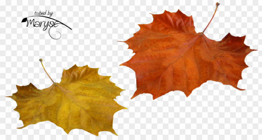 Leaf Desktop Wallpaper PNG