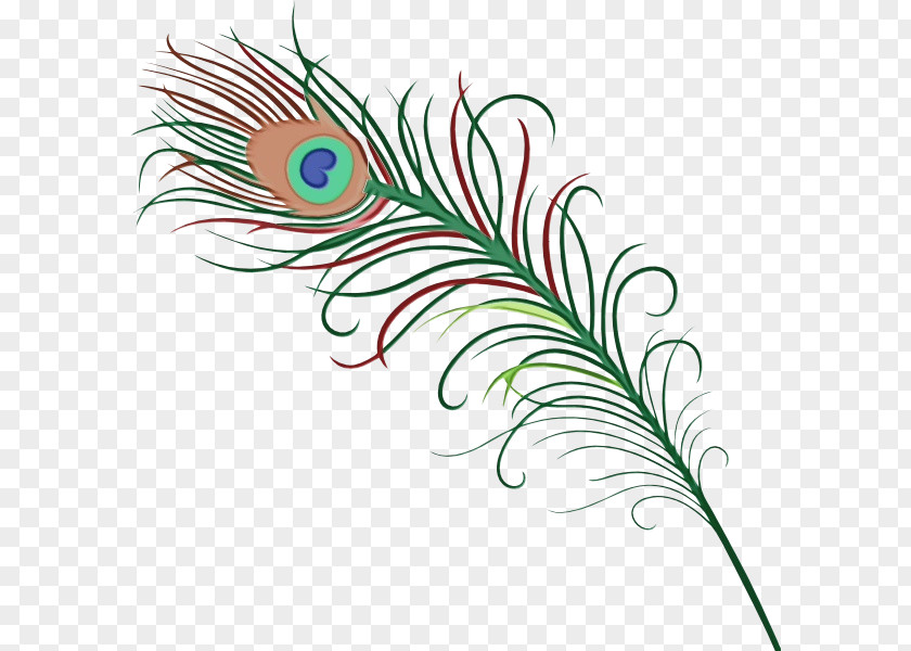 Natural Material Quill Peacock Drawing PNG